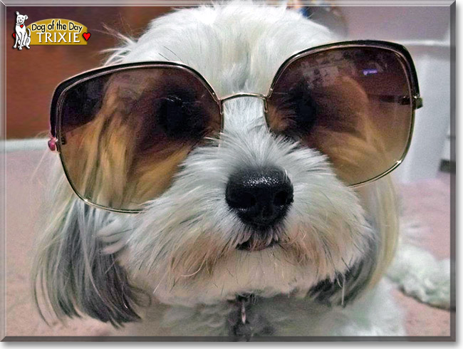 Trixie Layne, the Dog of the Day