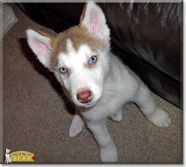 Bear, the Dog of the Day Bear, the Dog of the Day