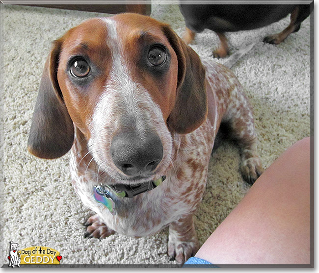 Geddy, the Dog of the Day