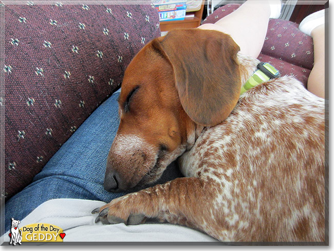 Geddy, the Dog of the Day