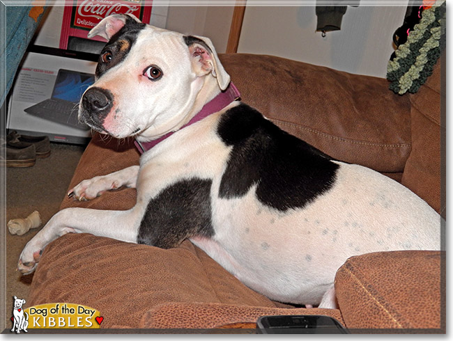 Kibbles, the Dog of the Day