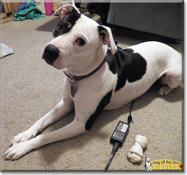 Kibbles, the Dog of the Day