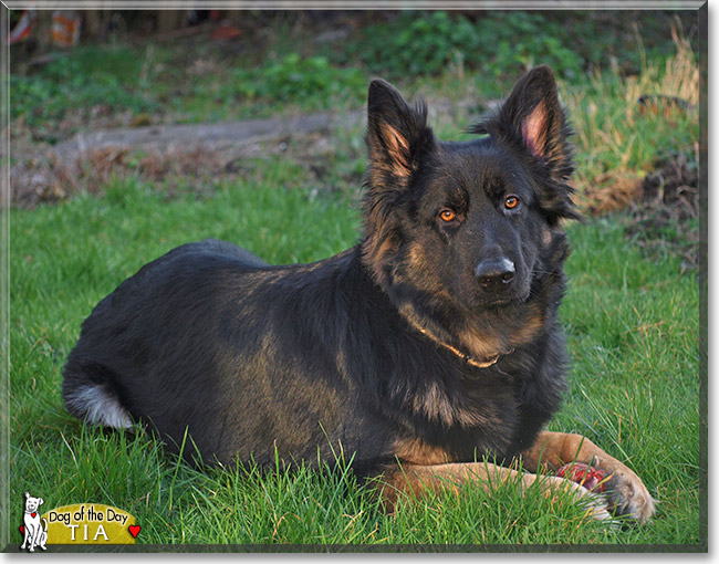 Tia, the Dog of the Day Tia, the Dog of the Day