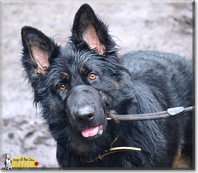 Tia, the Dog of the Day Tia, the Dog of the Day