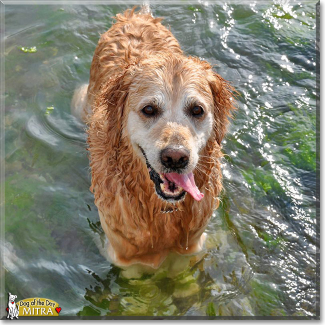 Mitra, the Dog of the Day