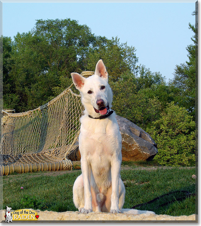 Raiden, the Dog of the Day Raiden, the Dog of the Day