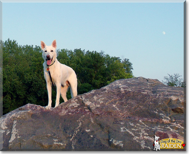 Raiden, the Dog of the Day Raiden, the Dog of the Day