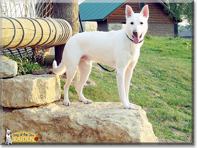 Raiden, the Dog of the Day Raiden, the Dog of the Day