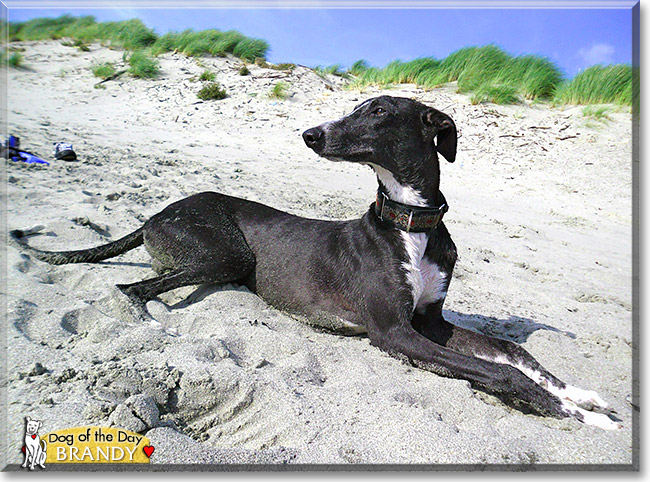 Brandy, the Dog of the Day