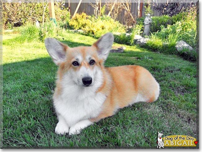 Abigail Brown, the Dog of the Day