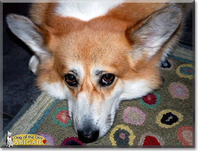 Abigail Brown, the Dog of the Day