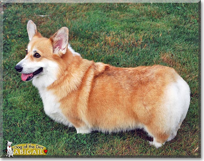 Abigail Brown, the Dog of the Day