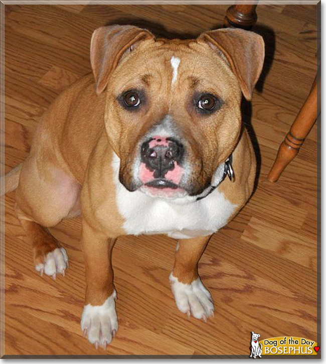 Bosephus, the Dog of the Day Bosephus, the Dog of the Day