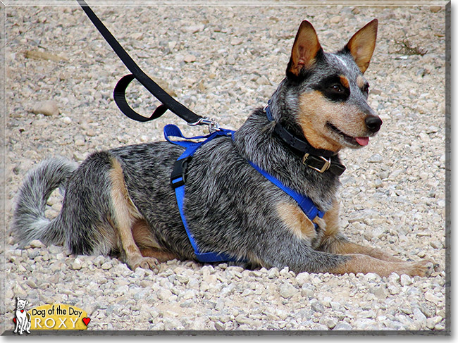 Roxy, the Dog of the Day Roxy, the Dog of the Day