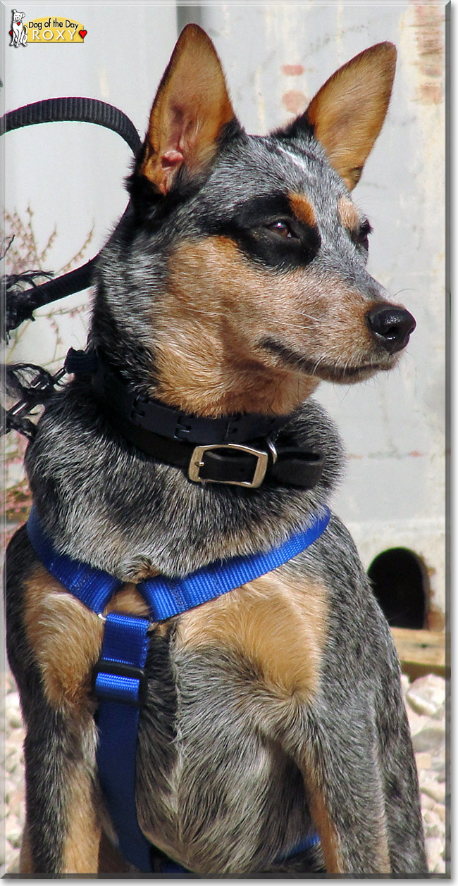 Roxy, the Dog of the Day
