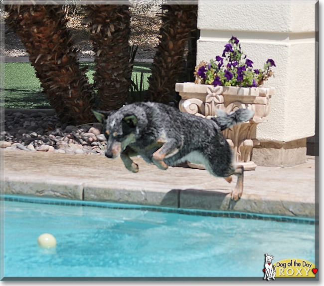 Roxy, the Dog of the Day