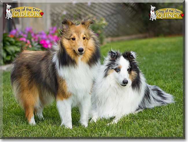 Quincy, Gideon, the Dog of the Day Quincy, Gideon, the Dog of the Day