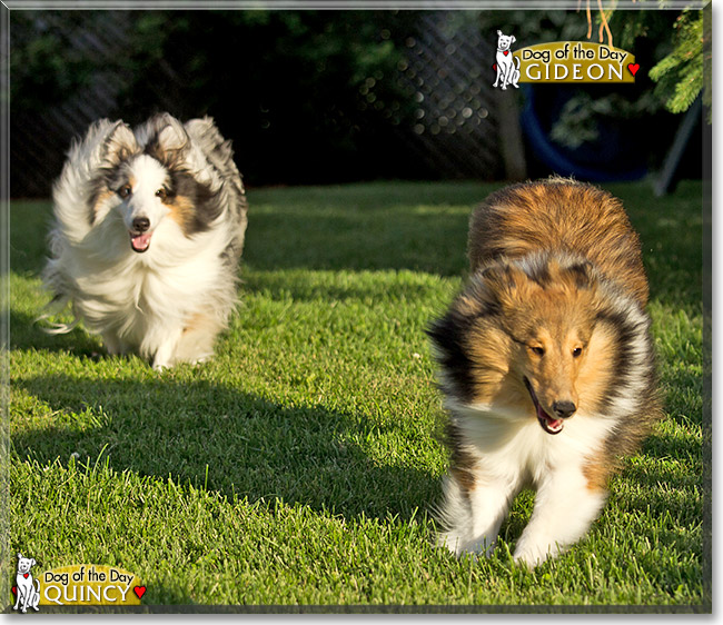 Quincy, Gideon, the Dog of the Day Quincy, Gideon, the Dog of the Day