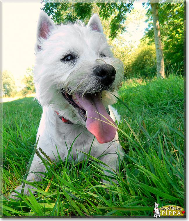 Pippa, the Dog of the Day