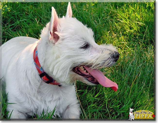 Pippa, the Dog of the Day