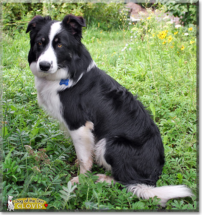 Clovis, the Dog of the Day