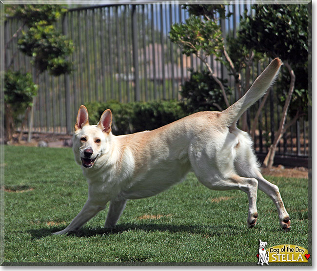 Stella, the Dog of the Day