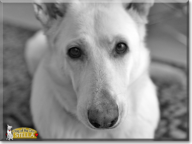 Stella, the Dog of the Day