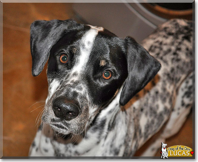 Lucas, the Dog of the Day Lucas, the Dog of the Day