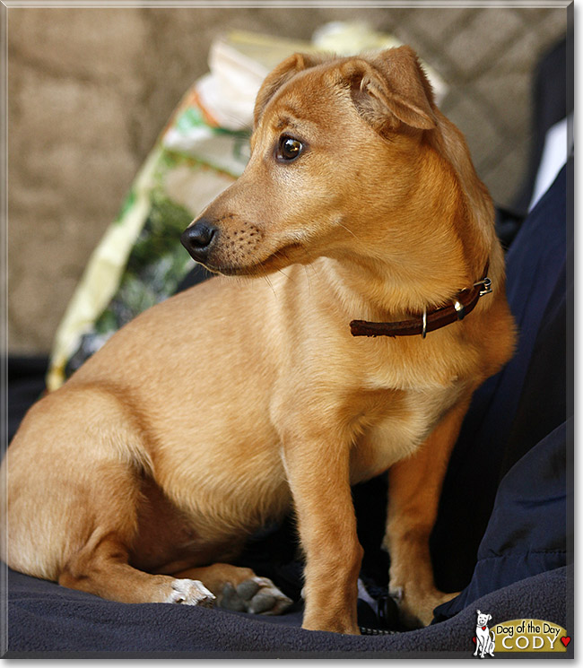 Cody, the Dog of the Day