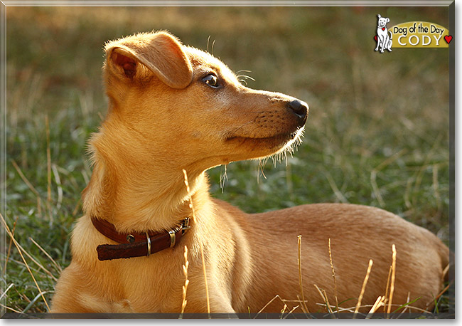 Cody, the Dog of the Day