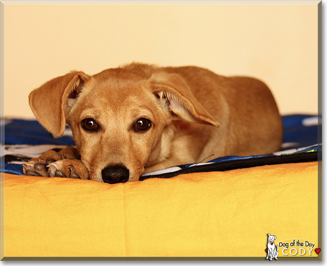 Cody, the Dog of the Day