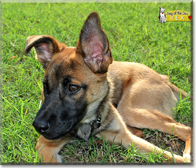 Rex, the Dog of the Day Rex, the Dog of the Day
