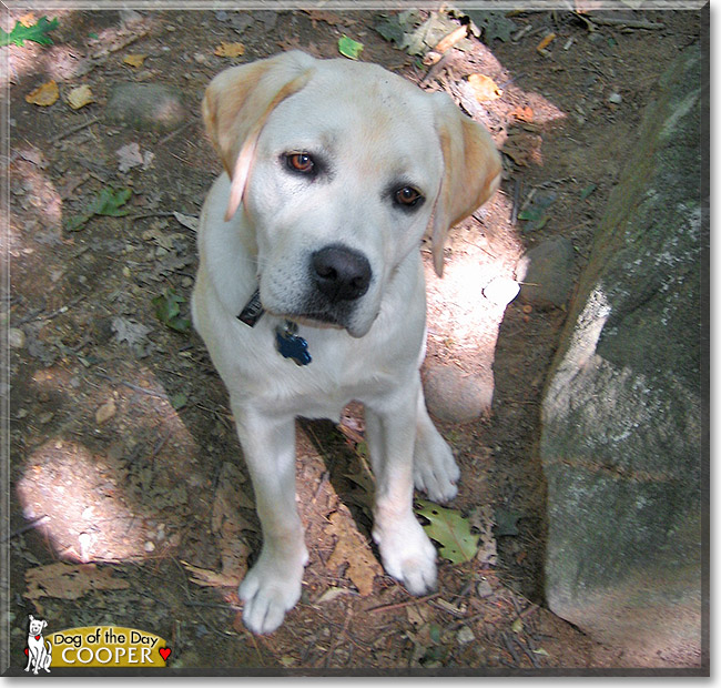 Cooper, the Dog of the Day