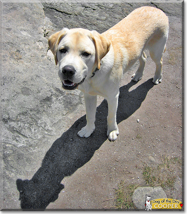 Cooper, the Dog of the Day
