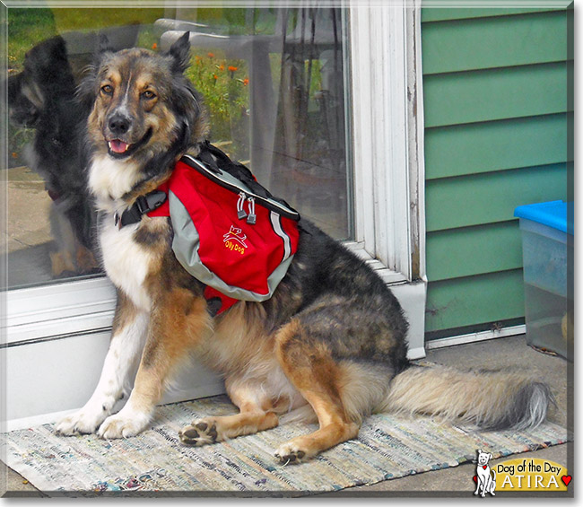 Atira, the Dog of the Day Atira, the Dog of the Day