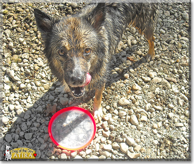 Atira, the Dog of the Day Atira, the Dog of the Day