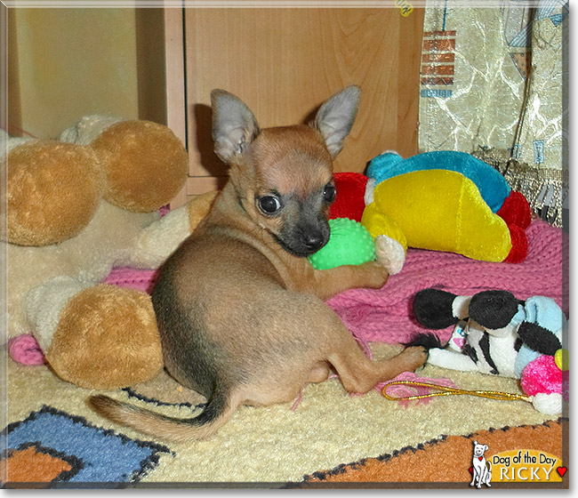 Ricky, the Dog of the Day