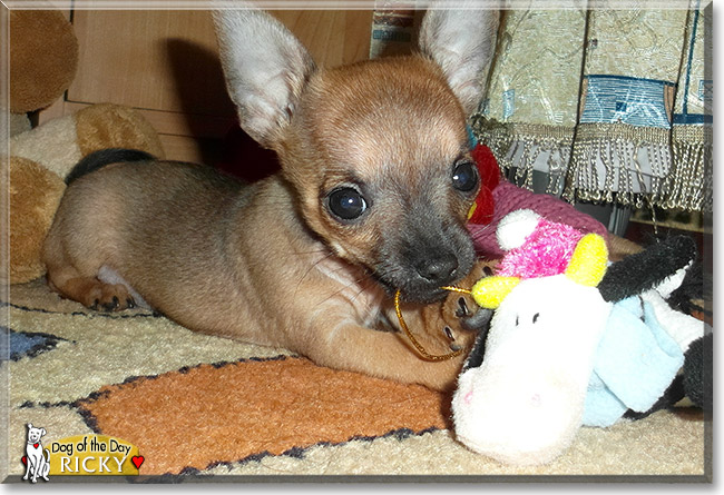 Ricky, the Dog of the Day