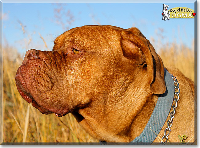 Ogma, the Dog of the Day