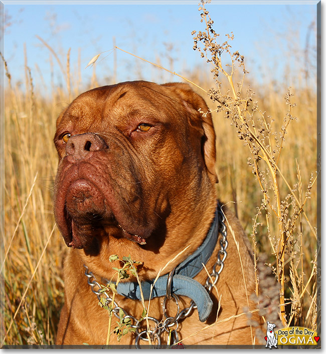 Ogma, the Dog of the Day Ogma, the Dog of the Day