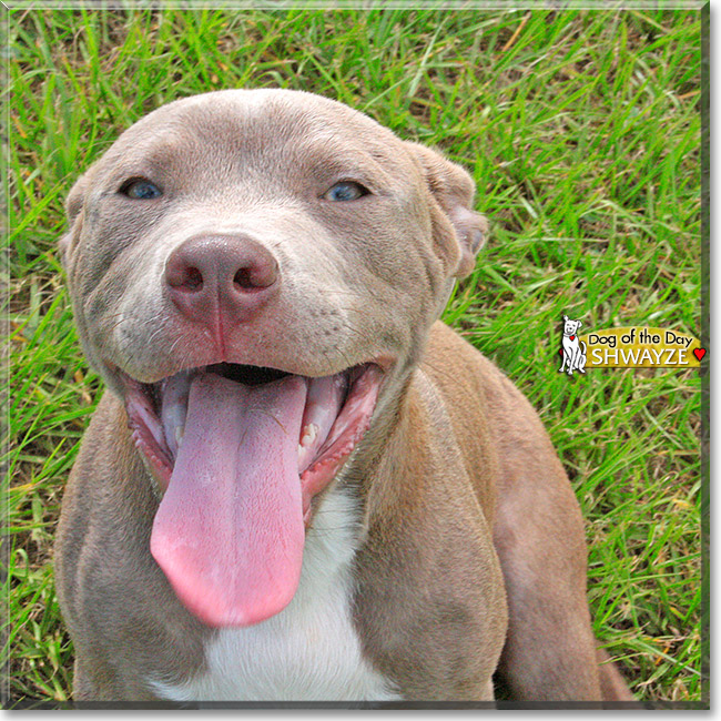 Shwayze, the Dog of the Day