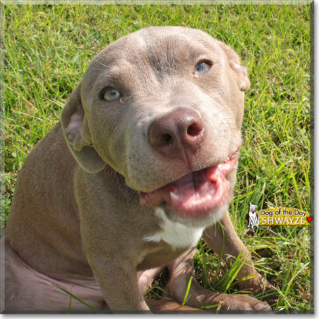 Shwayze, the Dog of the Day
