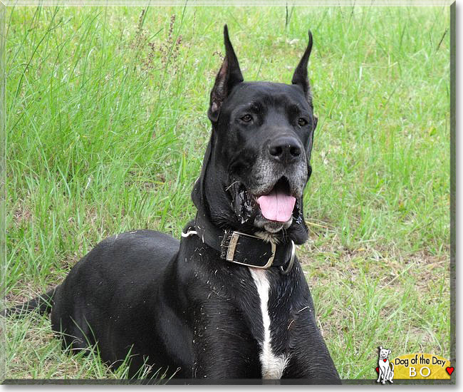 Humphrey Bogart, the Dog of the Day