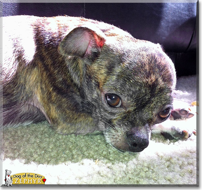 Zephyr, the Dog of the Day