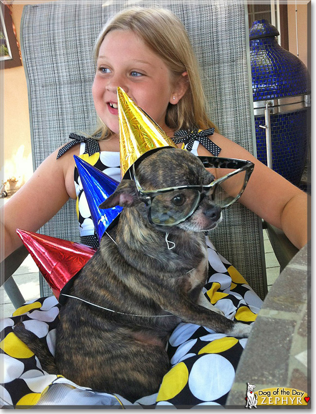 Zephyr, the Dog of the Day