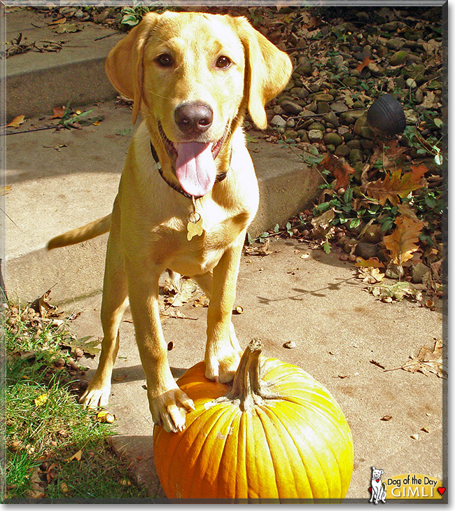 Gimli, the Dog of the Day Gimli, the Dog of the Day