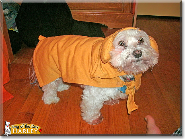 Harley, the Dog of the Day