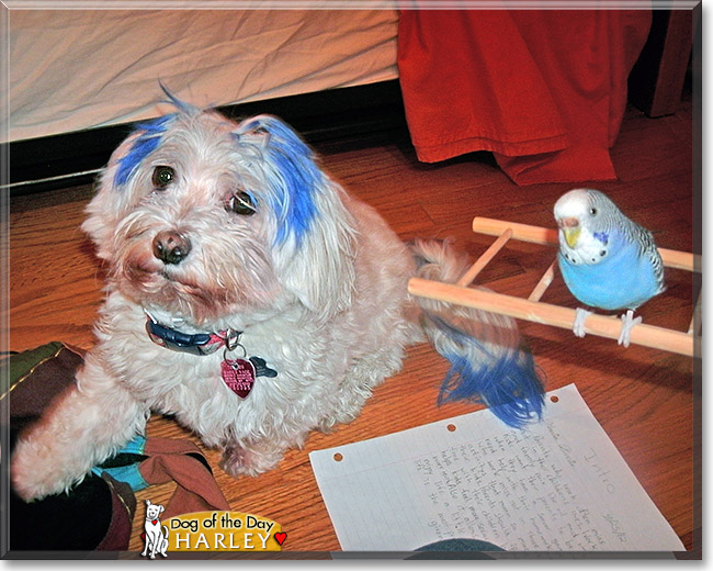 Harley, the Dog of the Day