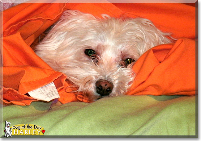 Harley, the Dog of the Day