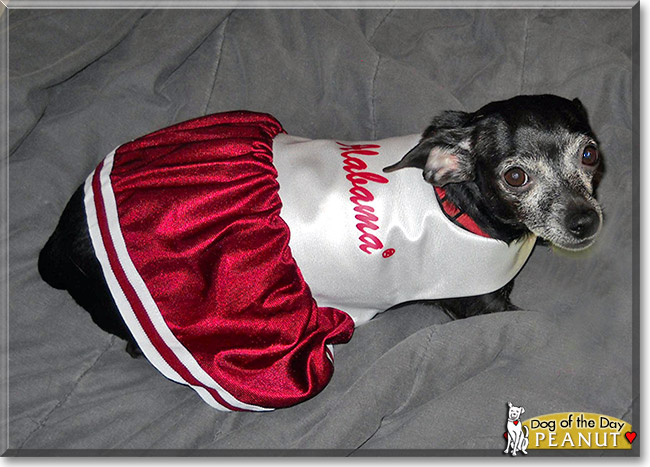 Peanut, the Dog of the Day